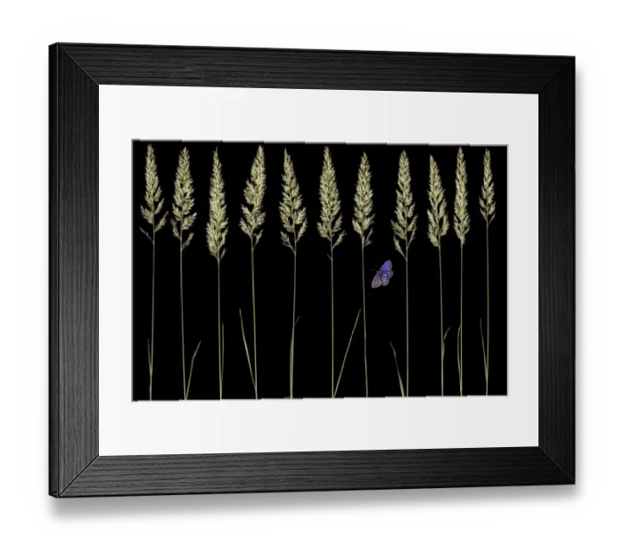 Framed Print : Golden oat grass (Trisetum flavescens) and Silver studded blue butterfly (Plebejus Framed Print : Golden oat grass (Trisetum flavescens) and Silver studded blue butterfly (Plebejus