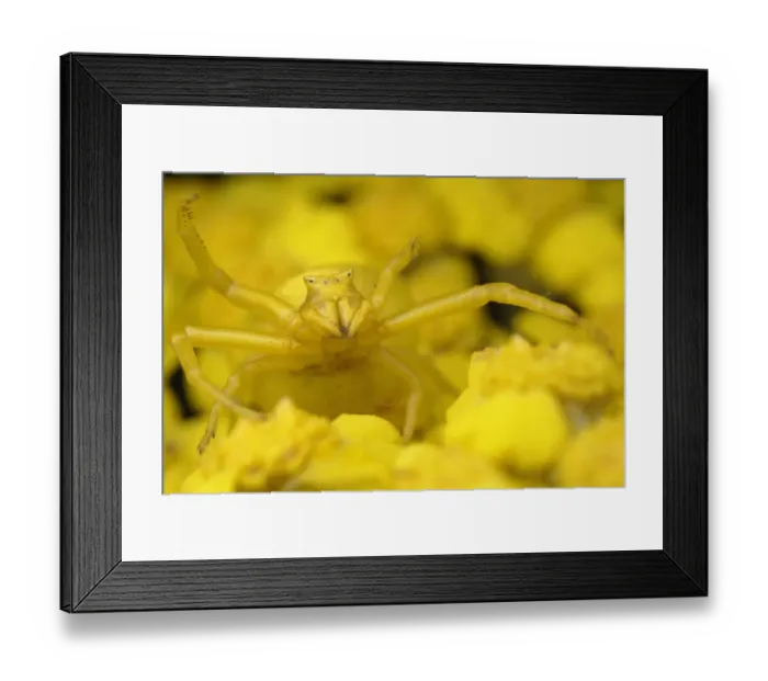 Framed Print : Crab spider (Thomisus onustus) yellow form on yellow Yarrow (Achillea filipendulina) Framed Print : Crab spider (Thomisus onustus) yellow form on yellow Yarrow (Achillea filipendulina)