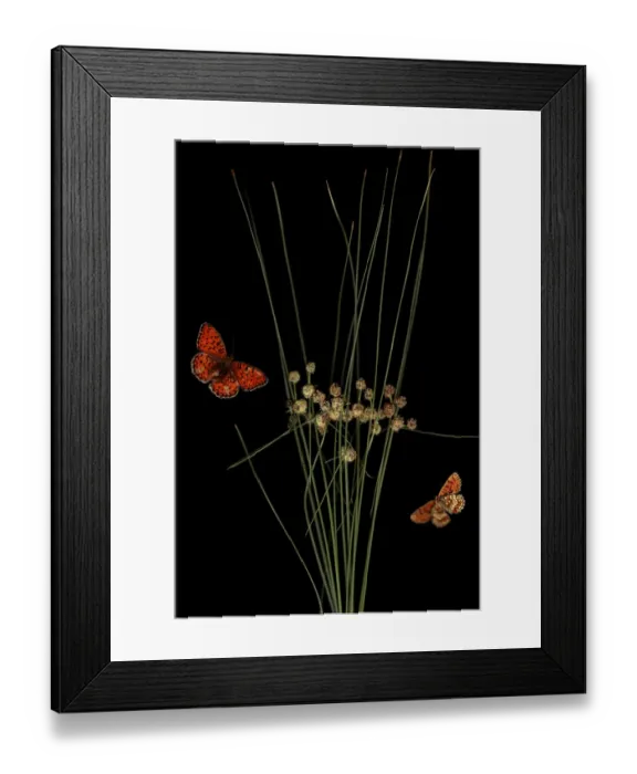 Framed Print : Round headed club rush (Scirpus holoschoenus) with Heath fritillary butterfly (Melitaea athalia) Framed Print : Round headed club rush (Scirpus holoschoenus) with Heath fritillary butterfly (Melitaea athalia)