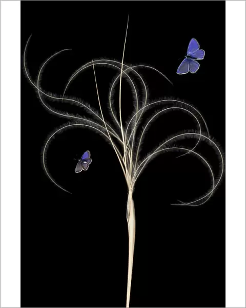 European feather grass (Stipa pennata) with Escher?s blue butterfly (Polyommatus escheri)