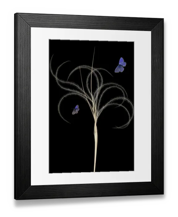 Framed Print : European feather grass (Stipa pennata) with Escher?s blue butterfly (Polyommatus escheri) Framed Print : European feather grass (Stipa pennata) with Escher?s blue butterfly (Polyommatus escheri)
