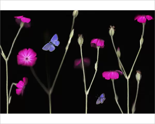 Rose campion  /  catchfly (Lychnis coronaria) in flower with an Escheraes blue butterfly