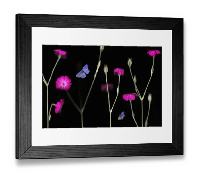 Framed Print : Rose campion / catchfly (Lychnis coronaria) in flower with an Escheraes blue butterfly Framed Print : Rose campion / catchfly (Lychnis coronaria) in flower with an Escheraes blue butterfly