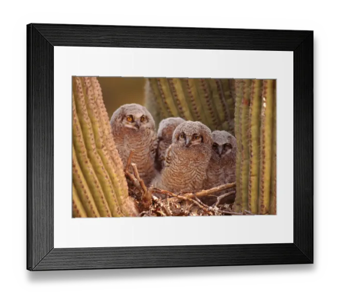 Framed Print : Great horned owls (Bubo virginianus), young in nest, Arizona, USA Sonoran Desert Framed Print : Great horned owls (Bubo virginianus), young in nest, Arizona, USA Sonoran Desert
