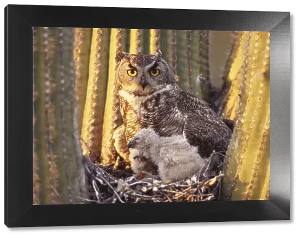 Great horned owl (Bubo virginianus) adult with chicks in nest Arizona, USA Sonoran Desert