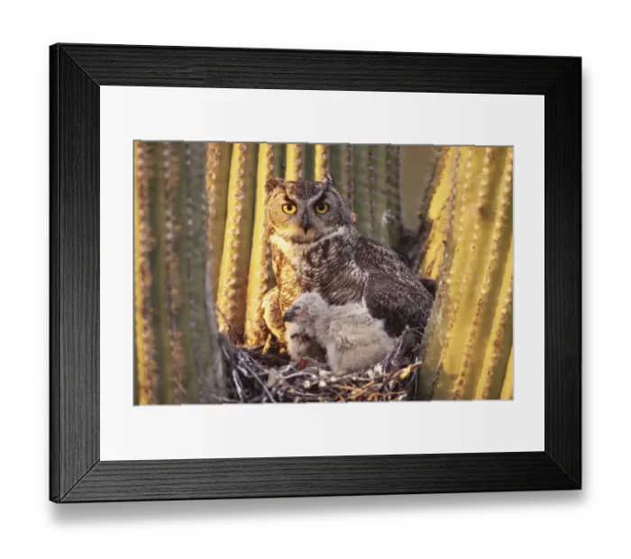 Framed Print : Great horned owl (Bubo virginianus) adult with chicks in nest Arizona, USA Sonoran Desert Framed Print : Great horned owl (Bubo virginianus) adult with chicks in nest Arizona, USA Sonoran Desert