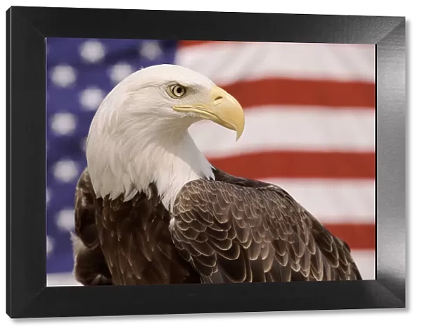 American bald eagle portrait against USA flag {Haliaeetus leucocephalus}