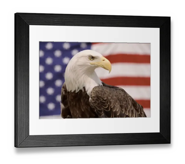 Framed Print : American bald eagle portrait against USA flag {Haliaeetus leucocephalus}