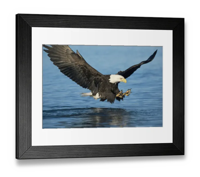 Framed Print : American bald eagle fishing {Haliaeetus leucocephalus} Alaska, USA Framed Print : American bald eagle fishing {Haliaeetus leucocephalus} Alaska, USA