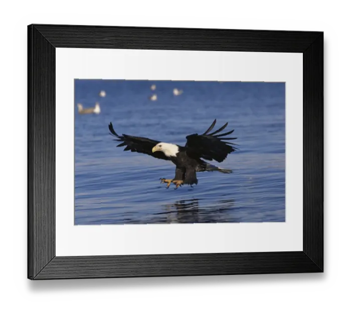 Framed Print : American bald eagle fishing {Haliaeetus leucocephalus} Alaska, USA Framed Print : American bald eagle fishing {Haliaeetus leucocephalus} Alaska, USA