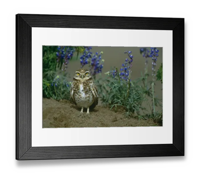Framed Print : Burrowing owl {Athene cunicularia} standing among Lupine flowers, Arizona, USA Framed Print : Burrowing owl {Athene cunicularia} standing among Lupine flowers, Arizona, USA