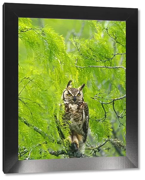Great horned owl {Bubo virginianus} in Mesquite tree, Texas, US