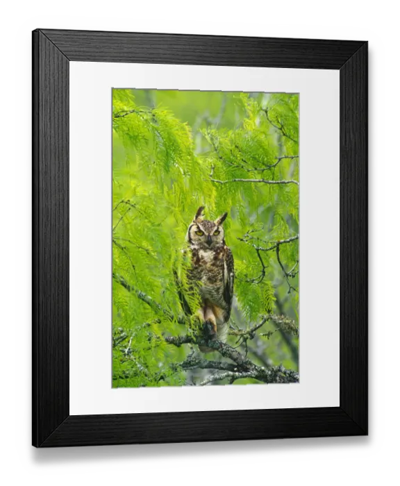 Framed Print : Great horned owl {Bubo virginianus} in Mesquite tree, Texas, US Framed Print : Great horned owl {Bubo virginianus} in Mesquite tree, Texas, US