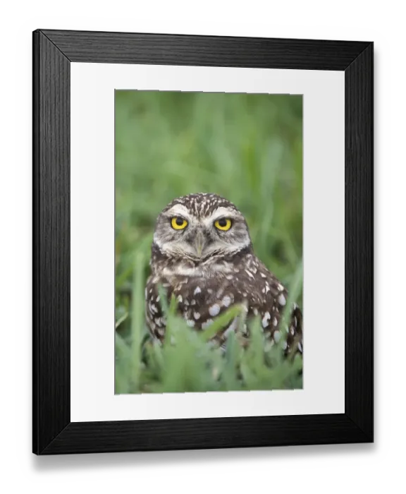 Framed Print : Burrowing Owl (Athene cunicularia) in grass, Cape Coral, Florida, USA Framed Print : Burrowing Owl (Athene cunicularia) in grass, Cape Coral, Florida, USA