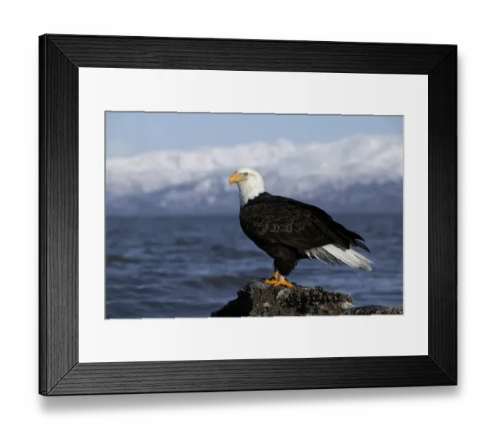 Framed Print : Bald Eagle (Haliaeetus leucocephalus) adult, winter, Kenai Peninsula, Alaska, USA Framed Print : Bald Eagle (Haliaeetus leucocephalus) adult, winter, Kenai Peninsula, Alaska, USA