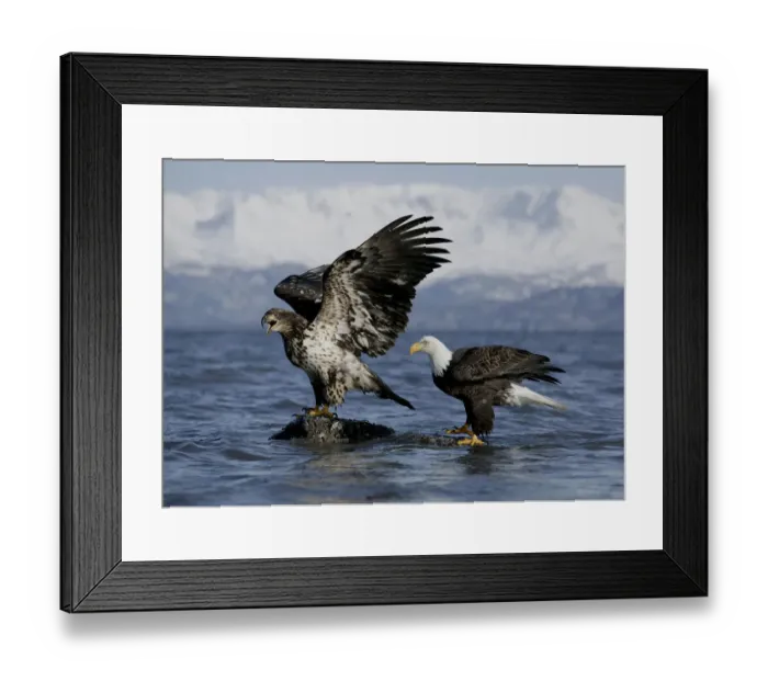 Framed Print : Bald Eagle (Haliaeetus leucocephalus) adult with one year old juvenile calling, Kenai Peninsula Framed Print : Bald Eagle (Haliaeetus leucocephalus) adult with one year old juvenile calling, Kenai Peninsula