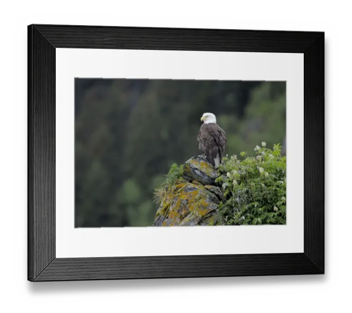 Framed Print : American bald eagle (Haliaeetus leucocephalus) perched on cliff, Alaska, USA, June Framed Print : American bald eagle (Haliaeetus leucocephalus) perched on cliff, Alaska, USA, June