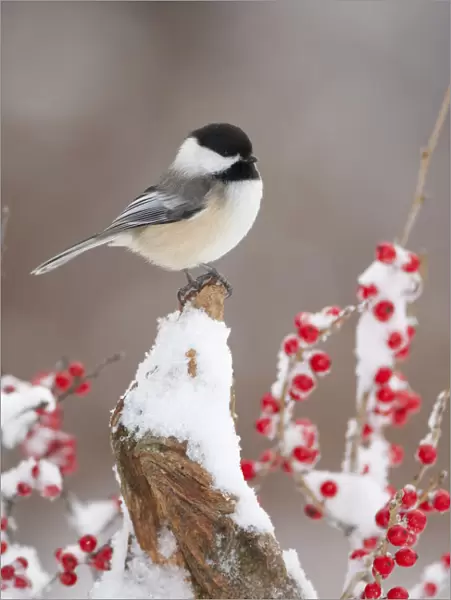 Black-capped Chickadee (Poecile atricapillus) perched on snow-covered stump amid winterberry
