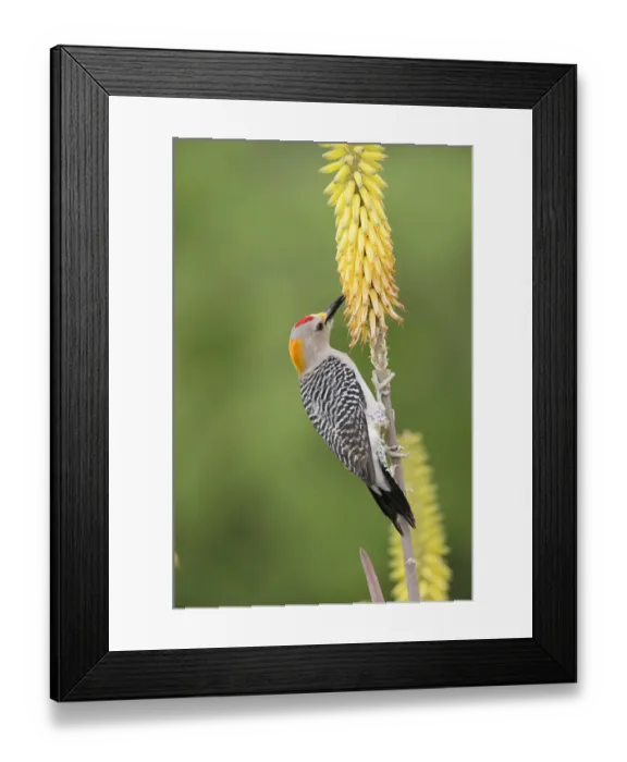 Framed Print : Golden-fronted Woodpecker (Melanerpes aurifrons), male feeding from Torch Lily, Red Hot Poker Framed Print : Golden-fronted Woodpecker (Melanerpes aurifrons), male feeding from Torch Lily, Red Hot Poker