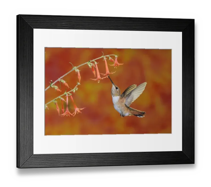 Framed Print : RF- Rufous Hummingbird (Selasphorus rufus) female feeding in flight on Scarlet Gilia Framed Print : RF- Rufous Hummingbird (Selasphorus rufus) female feeding in flight on Scarlet Gilia