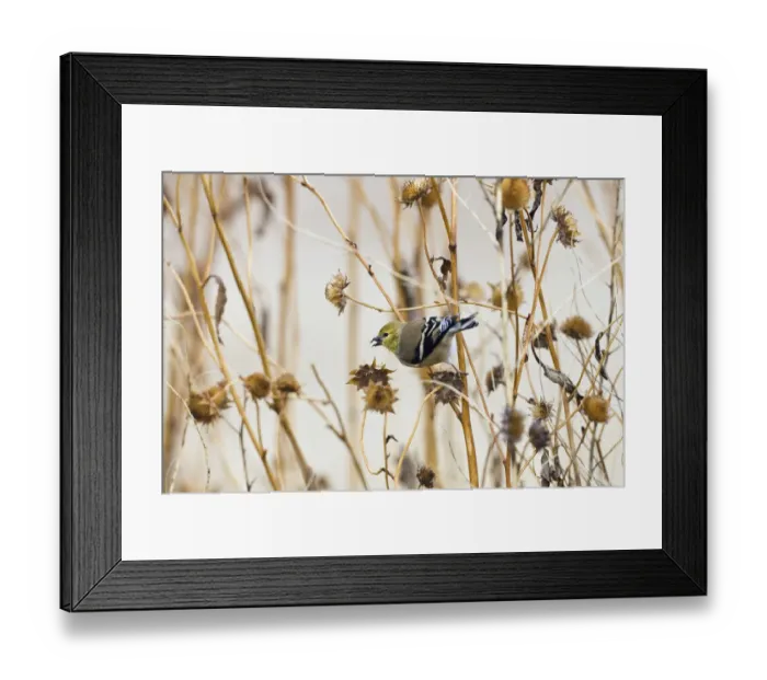 Framed Print : American Goldfinch (Carduelis tristis) female feeding on flower seeds, Bosque del Apache Framed Print : American Goldfinch (Carduelis tristis) female feeding on flower seeds, Bosque del Apache