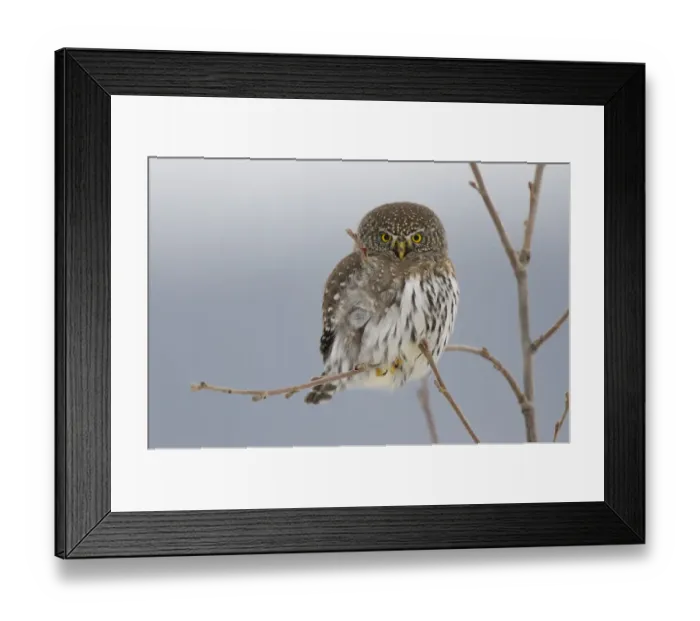 Framed Print : Northern Pygmy owl (Glaucidium gnoma) adult in tree in winter, Okanogan County, Washington Framed Print : Northern Pygmy owl (Glaucidium gnoma) adult in tree in winter, Okanogan County, Washington