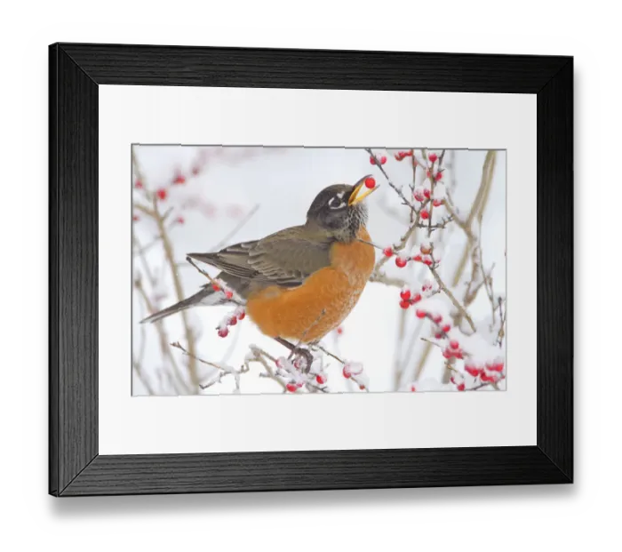 Framed Print : Male American robin (Turdus migratorius) feeding on Winterberry (Ilex sp) New York Framed Print : Male American robin (Turdus migratorius) feeding on Winterberry (Ilex sp) New York