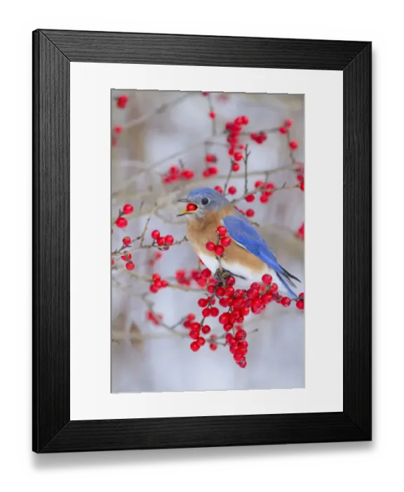 Framed Print : Male Eastern bluebird (Sialia sialis) feeding on winterberry (Ilex sp) fruit, New York Framed Print : Male Eastern bluebird (Sialia sialis) feeding on winterberry (Ilex sp) fruit, New York