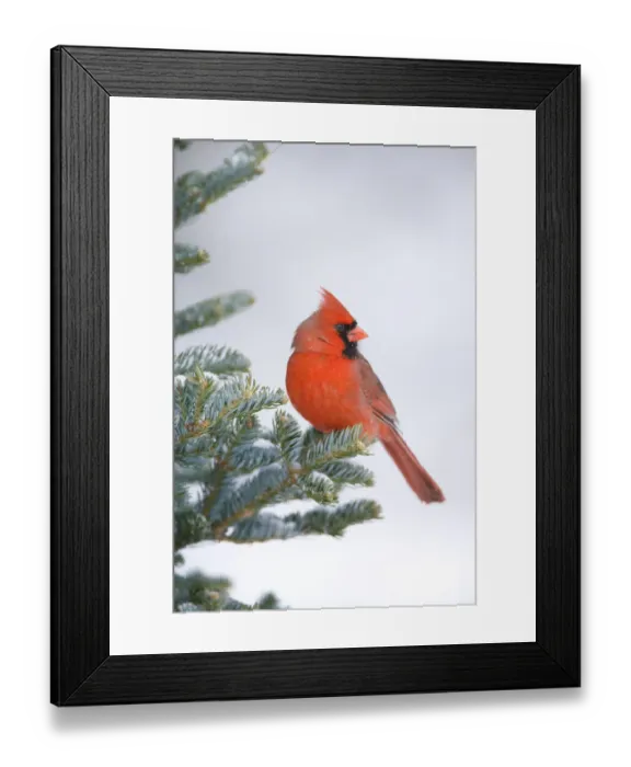 Framed Print : Northern Cardinal (Cardinalis cardinalis) male perched on spruce in winter, New York, USA Framed Print : Northern Cardinal (Cardinalis cardinalis) male perched on spruce in winter, New York, USA