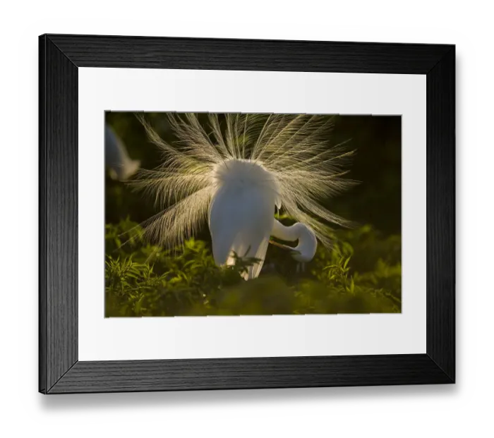 Framed Print : Great Egret (Casmerodias / Ardea alba) courtship display, backlit, Orlando, Florida, USA Framed Print : Great Egret (Casmerodias / Ardea alba) courtship display, backlit, Orlando, Florida, USA