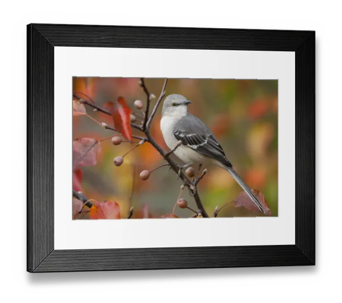 Framed Print : Northern Mockingbird (Mimus polyglottos) perched in Bradford Pear tree in autumn Framed Print : Northern Mockingbird (Mimus polyglottos) perched in Bradford Pear tree in autumn
