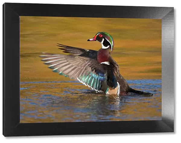Wood Duck (Aix sponsa), male flapping its wings, autumn colour reflected in water
