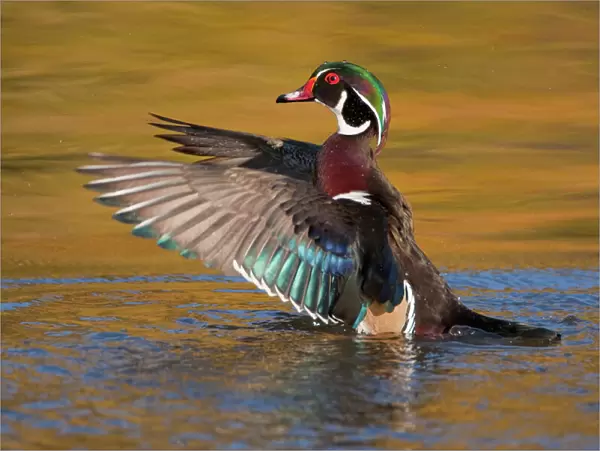 Wood Duck (Aix sponsa), male flapping its wings, autumn colour reflected in water