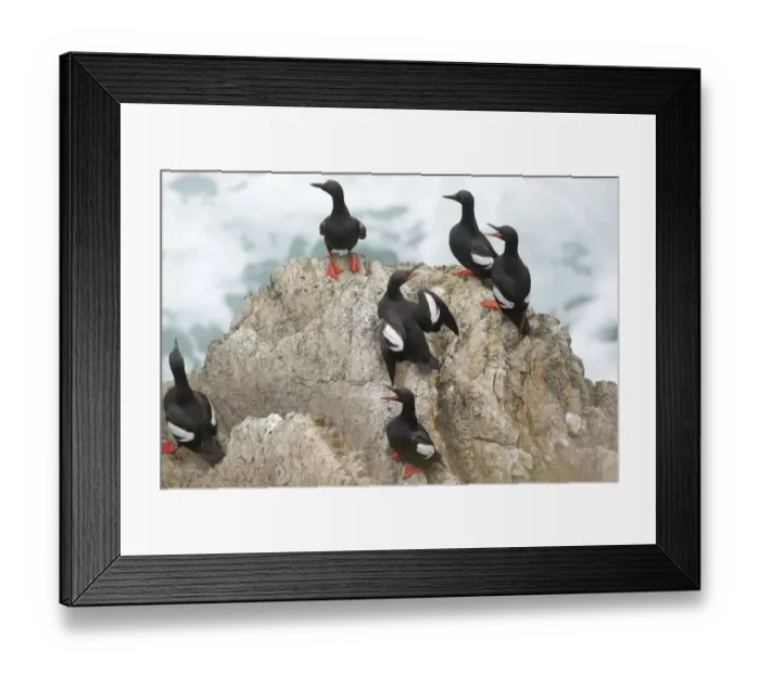 Framed Print : Pigeon Guillemots (Cepphus columba), group interacting on a rock over the ocean Framed Print : Pigeon Guillemots (Cepphus columba), group interacting on a rock over the ocean