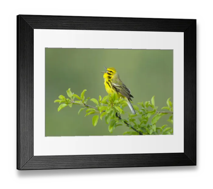 Framed Print : Prairie Warbler (Dendroica discolor) male singing on branch of tree, with spring leaves Framed Print : Prairie Warbler (Dendroica discolor) male singing on branch of tree, with spring leaves
