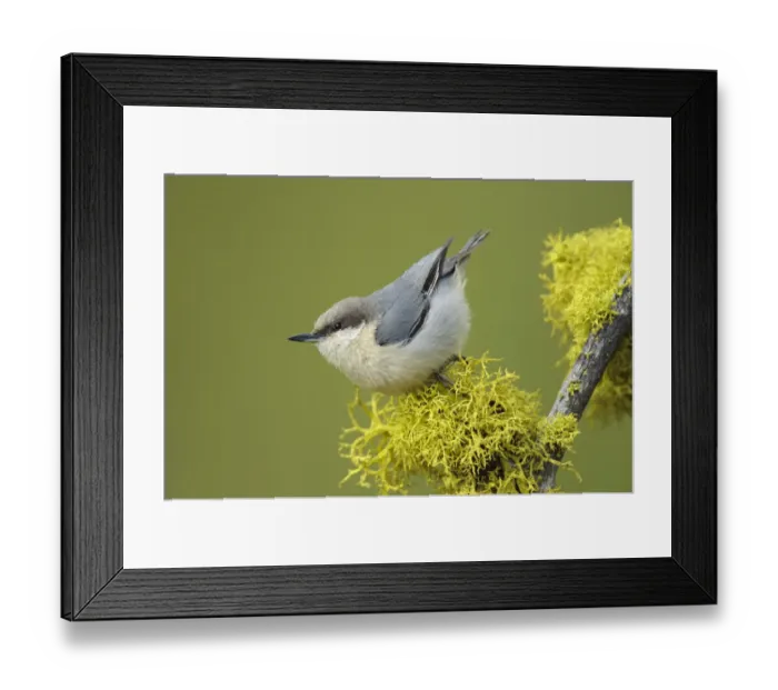 Framed Print : Pygmy Nuthatch (Sitta pygmaea) on branch with yellow lichen. Yakima County, Washington Framed Print : Pygmy Nuthatch (Sitta pygmaea) on branch with yellow lichen. Yakima County, Washington