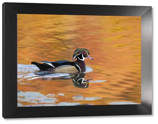 Wood Duck (Aix sponsa), male on water with autumn colour reflected in water, Ohio, USA