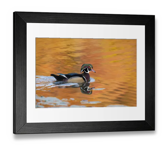 Framed Print : Wood Duck (Aix sponsa), male on water with autumn colour reflected in water, Ohio, USA