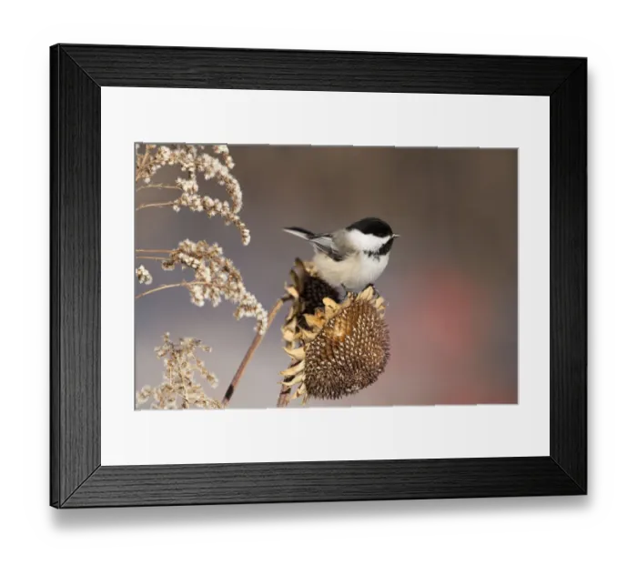 Framed Print : Black-capped Chickadee (Poecile atricapillus) attracted to feed on sunflower seedhead in winter Framed Print : Black-capped Chickadee (Poecile atricapillus) attracted to feed on sunflower seedhead in winter