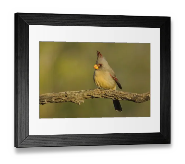 Framed Print : Pyrrhuloxia (Cardinalis / Pyrrhuloxia sinuatus) female perched on branch, with crest raised Framed Print : Pyrrhuloxia (Cardinalis / Pyrrhuloxia sinuatus) female perched on branch, with crest raised