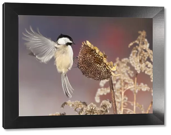 Black-capped Chickadee (Poecile atricapilla) landing to feed from sunflower seedhead in winter