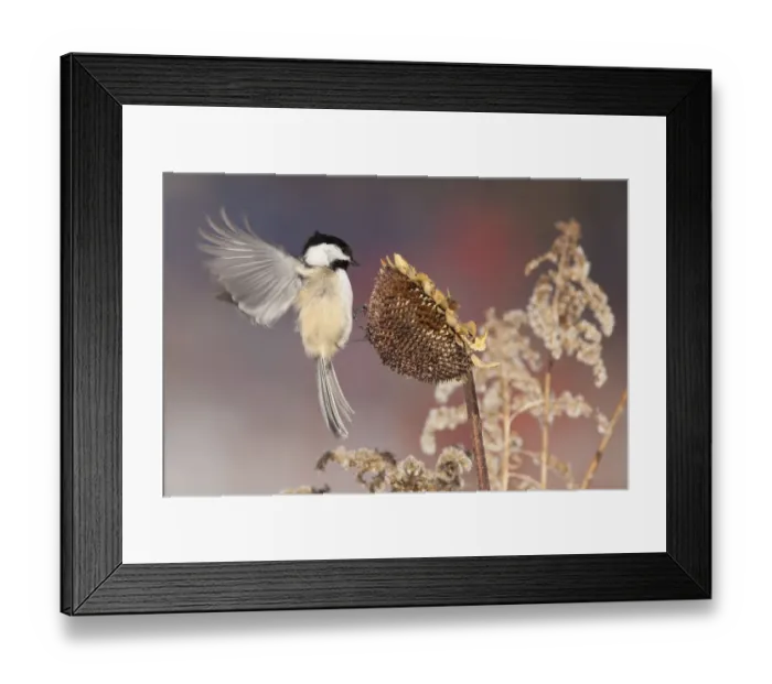 Framed Print : Black-capped Chickadee (Poecile atricapilla) landing to feed from sunflower seedhead in winter Framed Print : Black-capped Chickadee (Poecile atricapilla) landing to feed from sunflower seedhead in winter