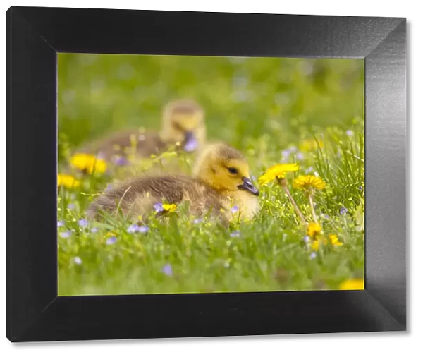 Canada Goose (Branta canadensis), two goslings sitting amid flowers on a lawn in spring