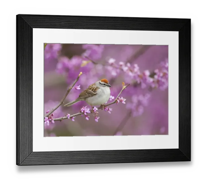 Framed Print : Chipping Sparrow (Spizella passerina), perched in flowering Eastern redbud tree, New York Framed Print : Chipping Sparrow (Spizella passerina), perched in flowering Eastern redbud tree, New York