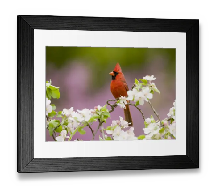 Framed Print : Northern Cardinal (Cardinalis cardinalis), male perched amongst apple blossom, New York Framed Print : Northern Cardinal (Cardinalis cardinalis), male perched amongst apple blossom, New York