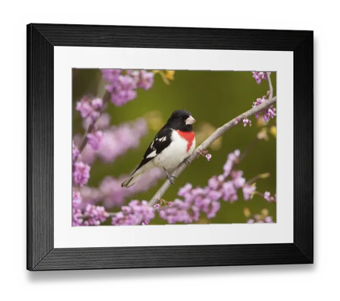Framed Print : Rose-breasted grosbeak (Pheucticus ludovicianus), male perched in flowering Eastern redbud tree Framed Print : Rose-breasted grosbeak (Pheucticus ludovicianus), male perched in flowering Eastern redbud tree