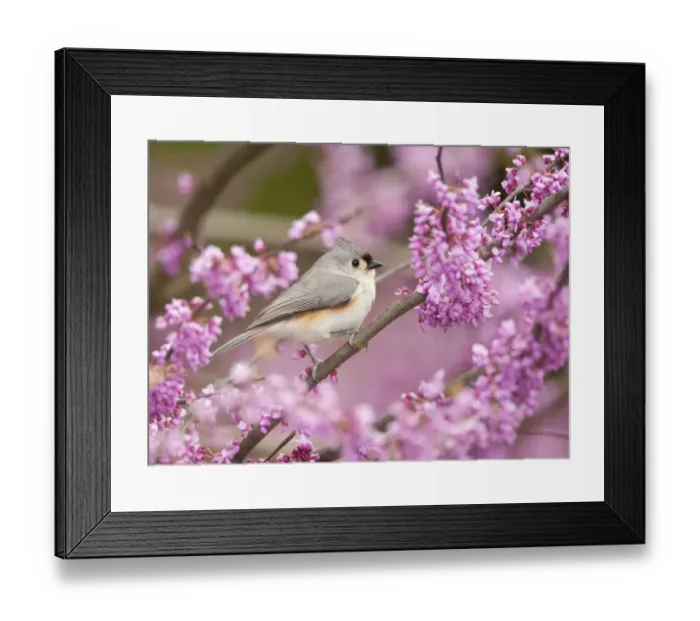 Framed Print : Tufted Titmouse (Baeolophus bicolor) perched in flowering Eastern redbud in spring Framed Print : Tufted Titmouse (Baeolophus bicolor) perched in flowering Eastern redbud in spring