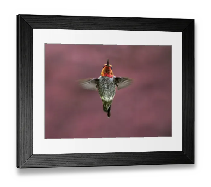 Framed Print : Male Annas hummingbird (Calypte anna) hovers in mid-air looking at the camera Framed Print : Male Annas hummingbird (Calypte anna) hovers in mid-air looking at the camera