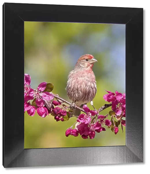 Male House finch (Carpodacus mexicanus) perching on profusion crabapple branch with blooms