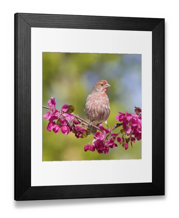 Framed Print : Male House finch (Carpodacus mexicanus) perching on profusion crabapple branch with blooms Framed Print : Male House finch (Carpodacus mexicanus) perching on profusion crabapple branch with blooms